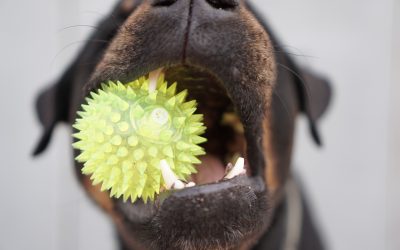 5 juegos para ejercitar la mente de tu perro