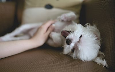 5 «Propósitos 2017» para mejorar la relación con tu perro