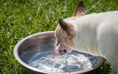 Lo que debes saber si un perro sufre un golpe de calor